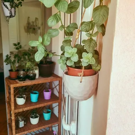 Apartment Yolanda Pula